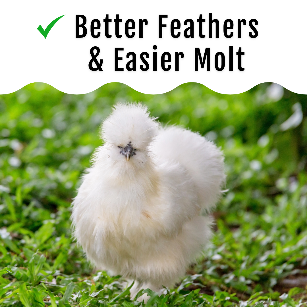 GrubFuel - Black Soldier Fly Larvae for chickens